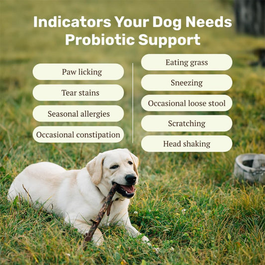 Absolut Pet Dog Supplement for Gut Health, Probiotics for Dogs That Reduces Scratching & Paw-Licking (30 Chews)