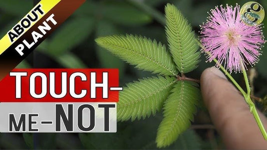 Namo Organics - Touch Me Not Plant Root Powder - 100 gm Mimosa Pudica | Lajjalu | Lajwanti 100gm