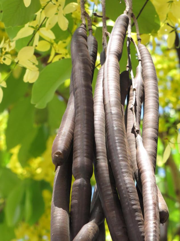 Natural AMALTAS KI PHALI - 250 gm - Multi Uses