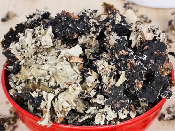 Namo Organics - Stone Flower Spices - 100 Gm - (Dagad Phool, Kalpasi, Patthar Ke Phool) for biryani