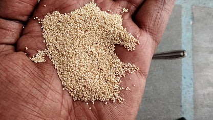 Namo Organic - 300g - White Posto Poppy Seeds - Unadulterated Khus Khus | khas khas dana | 100% Pure | | Direct From Farmers