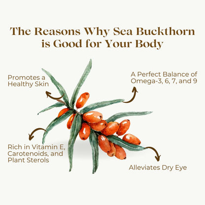 Himalayan Sea buckthorn Dry Berry 200gm – Natural, Sun-Dried, Rich in Omega 3,6,7 and 9, & Vitamin C, E | Dried Seabuckthorn Berries | No Added Sugar or Preservatives (200 Gm)