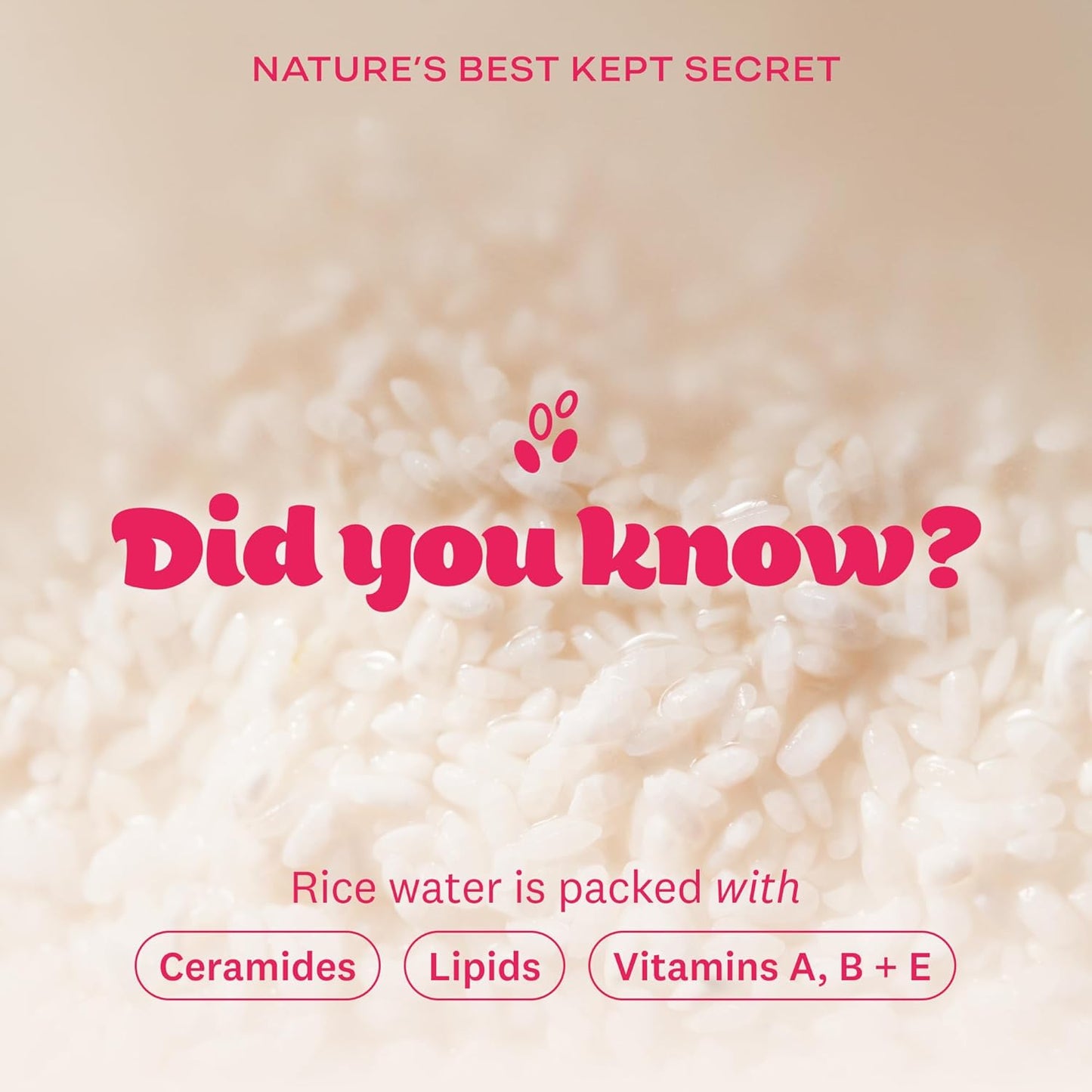 The Face Shop Rice Water Bright Vegan Cream with Ceramide, Niacinamide & Hyaluronic Acid | Brightens Skin, Fades Blemishes & Acne Marks | Korean Skin Care | 50ml