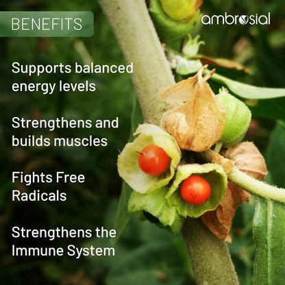 Ambrosial Ashwagandha 500mg | Herbal Supplement | 100% Natural & Vegan | High Strength | Immunity Support (Pack of 1-60 Capsules)
