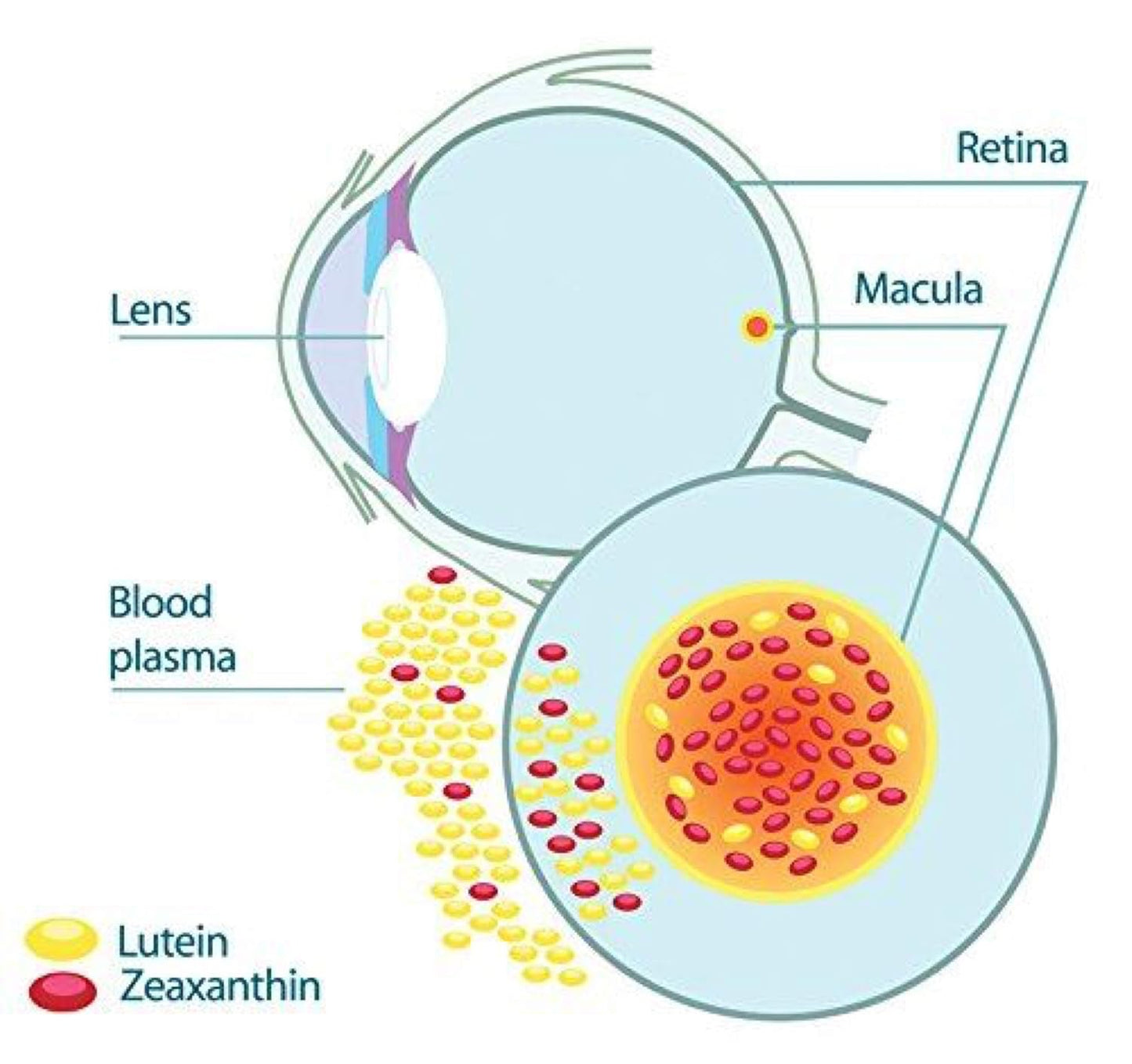HealthyHey Lutein with Zeaxanthin - Support Eyes Health - 60 Veg. Capsules (Pack of 1)