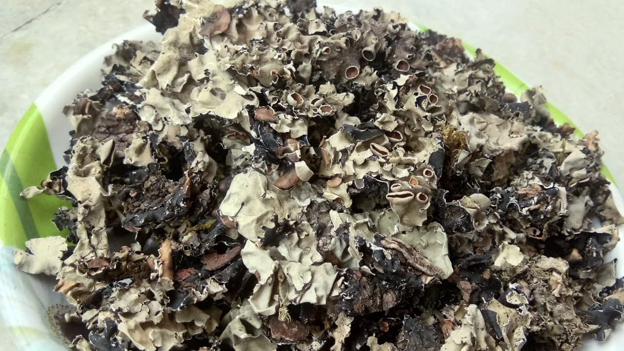 Namo Organics - Stone Flower Spices - 100 Gm - (Dagad Phool, Kalpasi, Patthar Ke Phool) for biryani