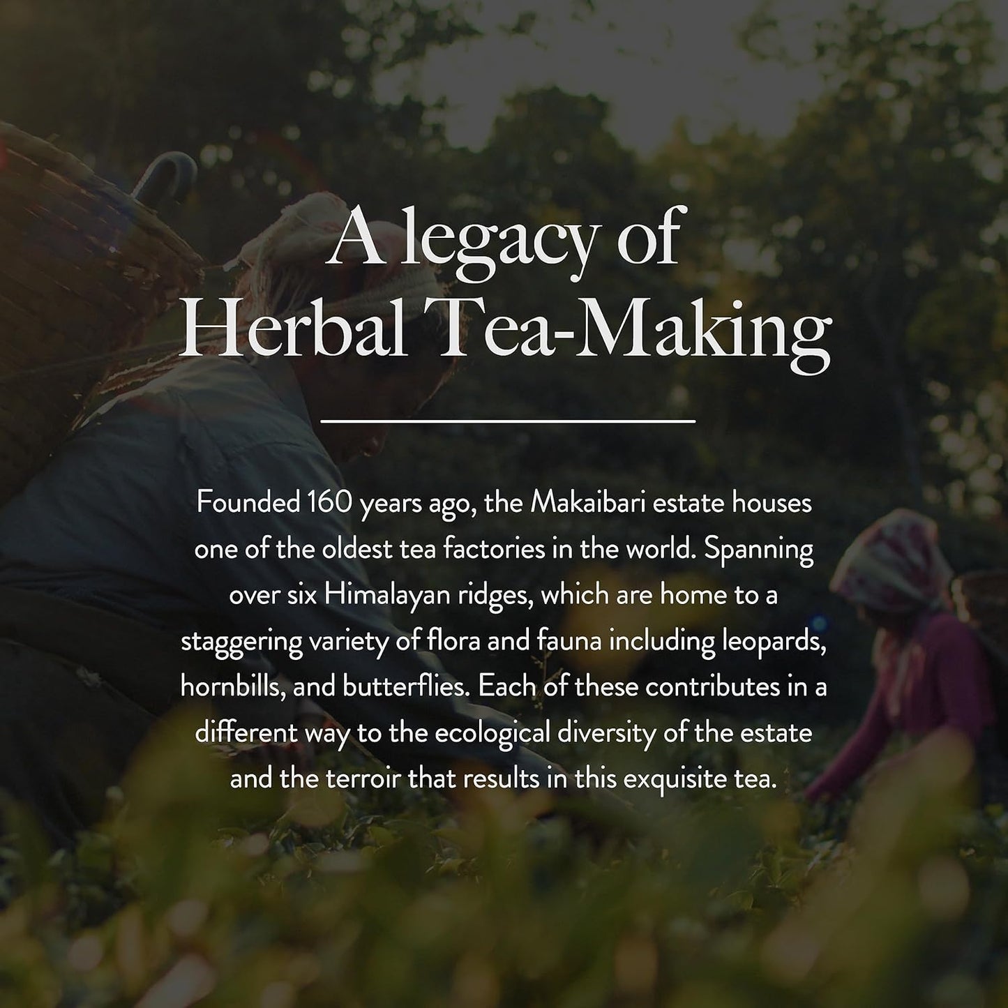 Wellbeing Nutrition Her Care Tea for PCOS PCOD | Herbal Tea for Women with Shatavari & Chasteberry for PMS Relief, Hormonal Imbalance & Regularize Menstrual Cycle (20 Pyramid Tea Bags)