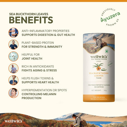 Wellwith by Ayuzera Sea Buckthorn Raw Leaves Tea, Good For Skin and Immunity, For a Healthy Lifestyle - Himalayan Seabuckthorn Herbal Leaf Tea - Pure & Natural (50g)